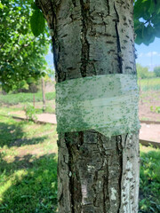 Sticky barrier tape encircles a tree, insect control tactic for Arbor Day, evoking eco-friendly, harmonious garden realms