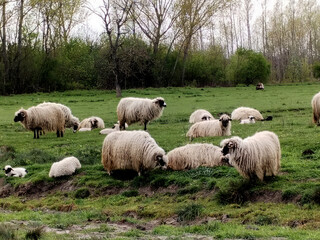 Fuzzy sheep grazing serenely in lush meadow, embodying tranquility, woolly wonders of spring, celebrating Beltane and Sheep Day