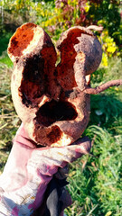 Rustic relic resembling an earthy heart, unearthed in autumnal embrace, echoes of Samhain rituals and ancient iron artistry