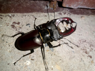 Horned stag beetle prowls the gritty concrete jungle, evoking entomology marvels and International Insect Appreciation Day mysteries