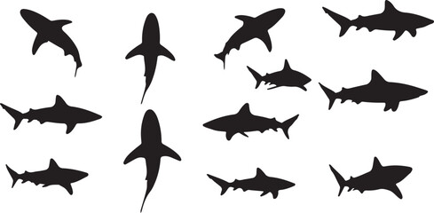 Fototapeta premium shark swimming silhouette