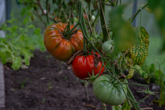 Ripening heirloom tomatoes in various colors&mdash;green, red, and orange&mdash;growing on the vine in a greenhouse garden with visible soil and leaves.
