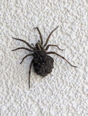 Unfurling spider cradling earths microcosm, mysterious arachnid guardian, surreal Halloween talisman, exploring biodiversity narratives
