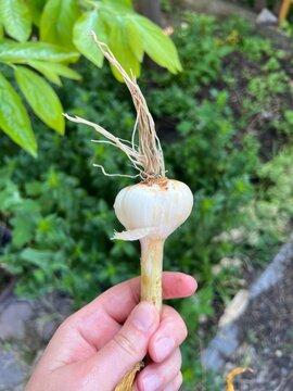 Freshly plucked garlic bulb in hand, hinting autumnal equinox harvest, earthy aroma, evokes unique National Garlic Day joviality