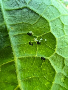 A vivid close-up of aphids on a leaf, embodying nature's microcosmic ecosystem, ideal for Earth Day or Garden Week