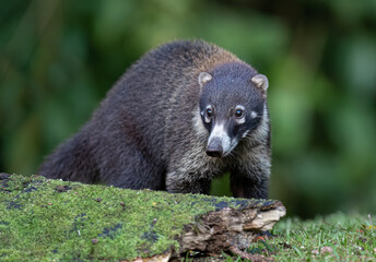 White-nosed Coati coatimundi in Costa Rica