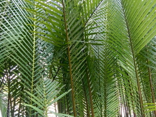 Fototapeta premium Nipah plants (scientific name: Nypa fruticans) near the seashore.