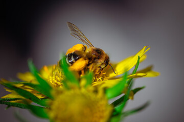 A beautiful little bee collects pollen from a bright yellow flower
