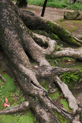 tree roots and green forest