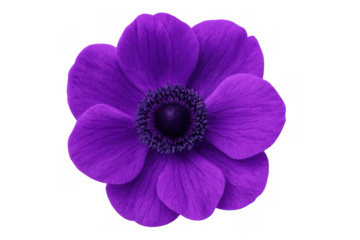 Purple anemone flower blooming, delicate petals spreading, highlighting botanical elegance against transparent backdrop