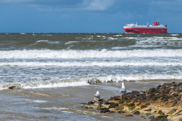 Nordsee - Möwen am Strand