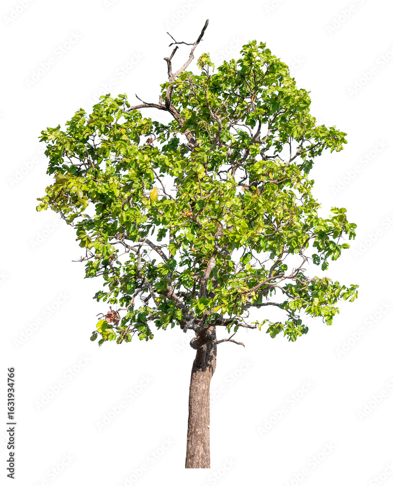 Wall mural green tree isolated on transparent background with clipping path and alpha channel