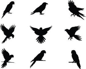 Parrot bird silhouettes, flying and perched poses, tropical wildlife icons, wing anatomy shapes, exotic avian vector set, black outline collection