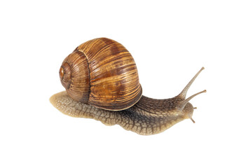 Large garden snail with brown shell isolated on white background
