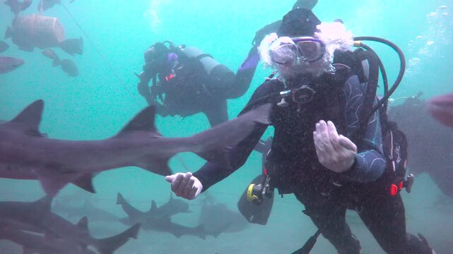 Diving with sharks in Japan. Okimae Ne Reef. 