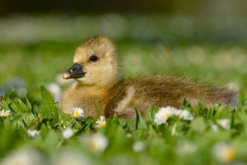 greylag gosling resting in daisy-filled meadow	
