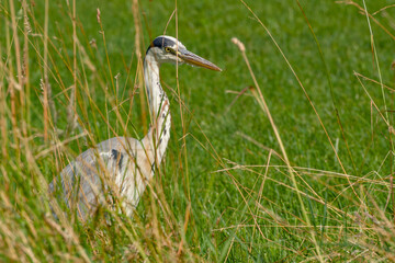 grey heron watching through tall grass	