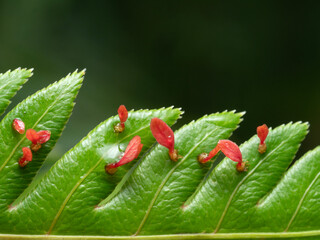 Fototapeta premium Red fern sprouts growing from large fern leaves for nature background.