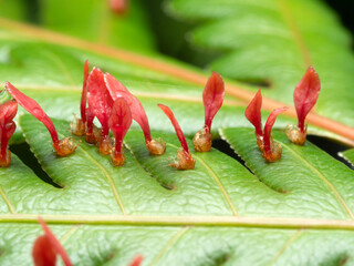 Red fern sprouts growing from large fern leaves for nature background.