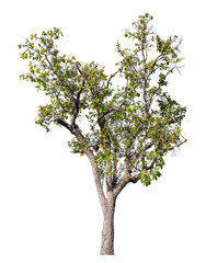 tree isolated on transparent background with clipping path and alpha channel