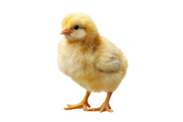 Fototapeta premium Fluffy yellow baby chick standing isolated on transparent background