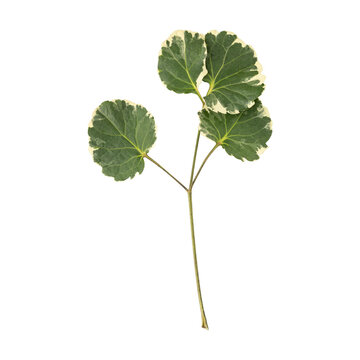 Fresh green shield aralia or polyscias scutellaria leaves branch isolated on transparent background