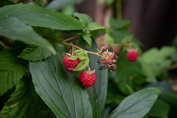 Two ripe red raspberries hang from a leafy green plant surrounded by healthy foliage and a few withered flower remnants.