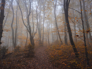 Enchanting hiking trail through idyllic foggy autumn forest in dreamy Plitvice lakes National Park. Spooky fantasy atmospheric mood in autumn woodland