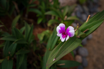 Stunning orchids in full bloom take center stage at the Kuala Lumpur Botanical Garden, showcasing vibrant colors, intricate details, and natural elegance in a lush tropical setting.