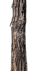 Fototapeta premium Trunk of a tree Isolated On transparent Background.