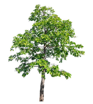 Green tree isolated on transparent background with clipping path and alpha channel