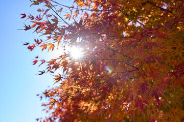 紅葉と秋の空