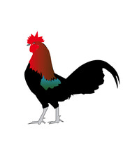 cock 