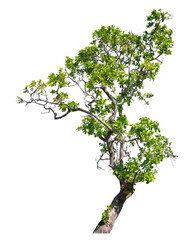 Green tree isolated on transparent background with clipping path and alpha channel