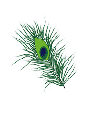 peacock feather 