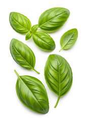 Studio Shot of Kemangi Leaves with Sharp Light