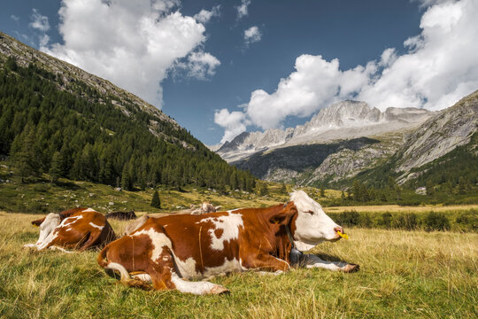 Cows rest in a grassy field with mountains and a blue sky with clouds in the background. Val di Fumo, Chiese river, Carr&egrave; Alto, Trentino. The cows are brown and white, and some have yellow nose flaps.