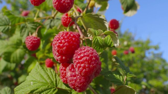Slow pan shot of vibrant red raspberries hanging from a sunlit branch against a clear blue sky. A perfect symbol of summer harvest, healthy eating, and organic food