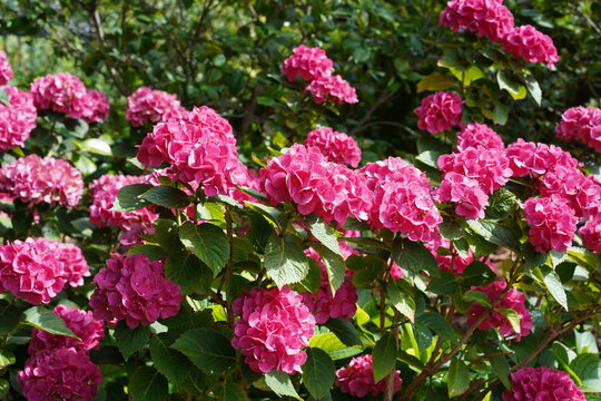 Gartehortensie (Hydrangea macrophylla) mit rosafarbenen Bl&uuml;ten bei Sonnenschein