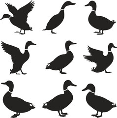 Silhouette set of ducks in various poses, flying, standing, sitting, duck illustrations for wildlife, nature, farm, hunting design projects