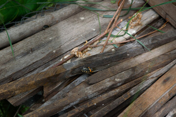 A grass snake with visible yellow markings hides between stacked wooden planks and sticks in a rustic, overgrown greenhouse corner.