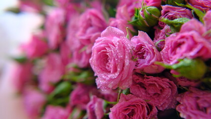pink hydrangea flowers