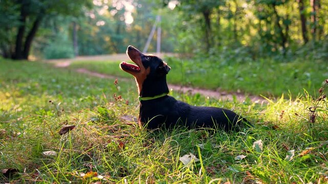 Unrecognizable animal trainer play with smart cheerful pet Deutscher Jagdterrier dog outside during summertime. Terrier carries out the command down on grass lawn during summer. Pet humanization