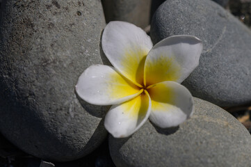 White Bougainvillea Flower on Rocks by the Beach in Summer