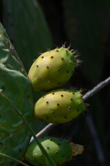 Opuntia Cactus with Ripe Prickly Pears in Cyprus Landscape