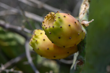 Prickly Pear Fruits Growing on Cactus in Cyprus