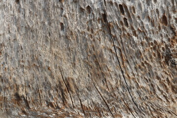 close-up, full-frame shot reveals the highly textured surface of weathered wood, characterized by prominent grain patterns, deep cracks, and areas of decay. 