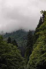 Forest covered mountains with mist or fog in the summer