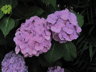 ピンクがかった紫色の美しい紫陽花