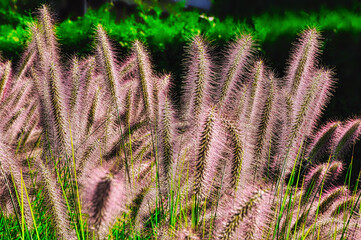 Rozplenica Japońska Red Head (łac. Pennisetum alopecuroides)  – ozdobna trawa z czerwonymi...